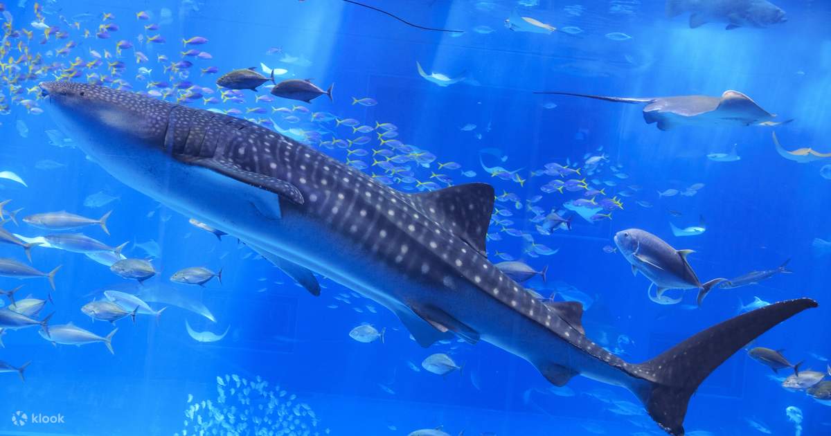 沖縄美ら海水族館 チケット | Klook